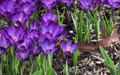 What Acupuncture Actually Does for Allergies (It’s Not What You Think)